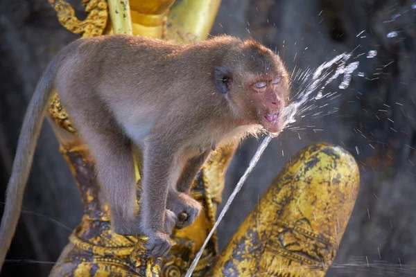 Dziki małpa w Tajlandii — Zdjęcie stockowe