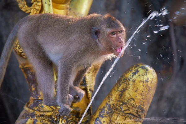 태국에서 야생 원숭이 — 스톡 사진