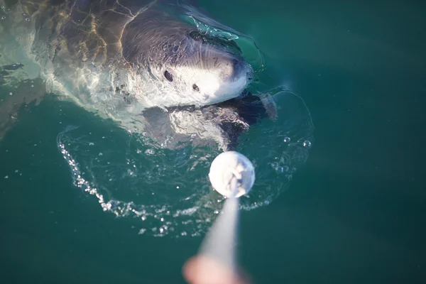 Gran tiburón blanco en el mar — Foto de Stock
