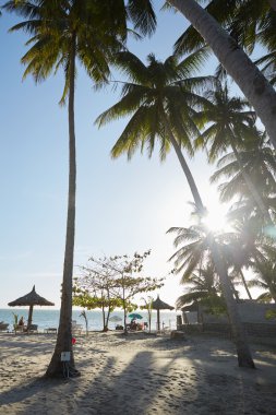 Vietnam palmiye ağaçları ile manzaralar