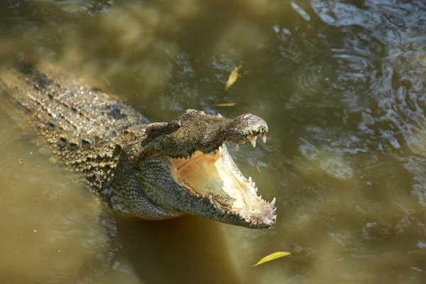 Grote krokodil in de dierentuin van Vietnam — Stockfoto