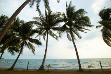 Tayland palmiye ağaçları ile güzel deniz manzarası 