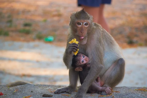 Dzikich małp w Tajlandii — Zdjęcie stockowe