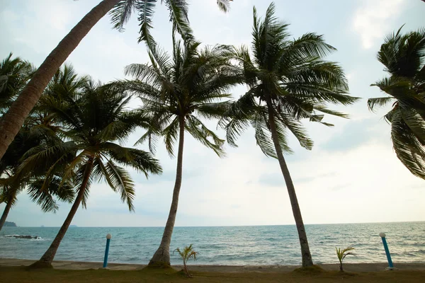 Tayland palmiye ağaçları ile güzel deniz manzarası 