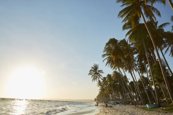 Vietnam palmiye ağaçları ile manzaralar