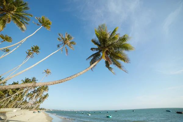 Vietnam palmiye ağaçları ile manzaralar