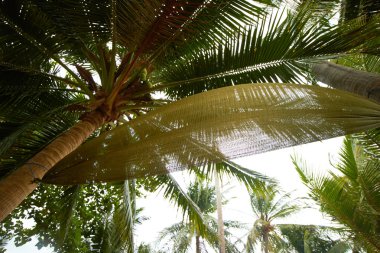 Tayland palmiye ağaçları altında hamak