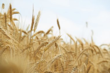 Spikelets buğday yaz alanında 