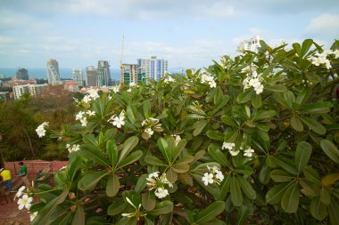 Beyaz çiçeklerle çiçek açan ağaç.