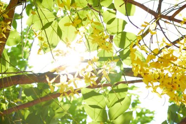 Tayland ağaç üzerinde sarı çiçek