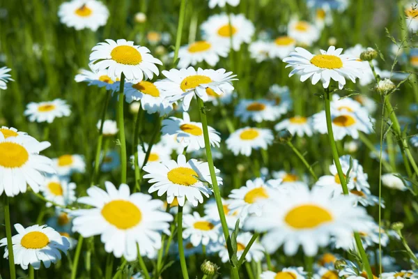 White madeliefjes in weide — Stockfoto