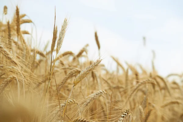 Spikelets buğday yaz alanında — Stok fotoğraf