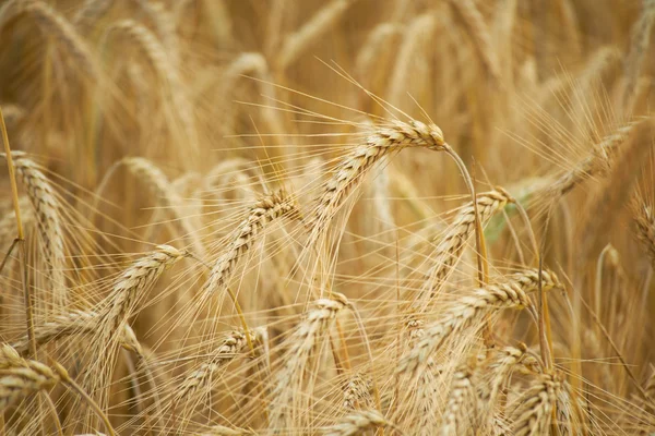 Колоски пшеницы в летнем поле — стоковое фото