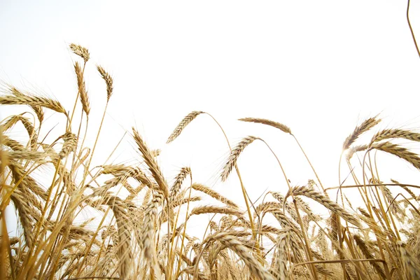 Spikelets buğday yaz alanında — Stok fotoğraf