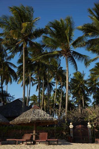 Paisaje con palmeras en Vietnam — Foto de Stock