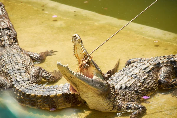 Big crocodiles in Thailand zoo — Stock Photo, Image