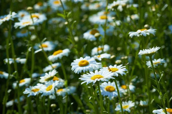 White madeliefjes in weide — Stockfoto