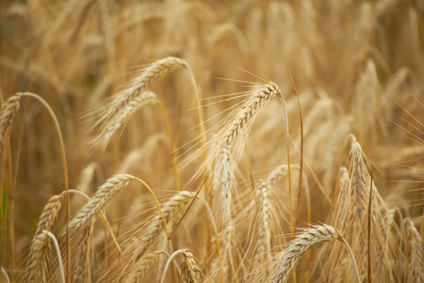 Silnie pszenicy w lato pole — Zdjęcie stockowe