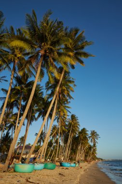 Vietnam palmiye ağaçları ile manzara