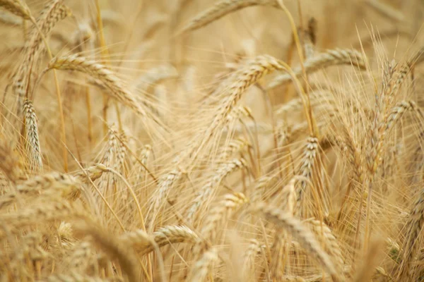 Колоски пшеницы в летнем поле — стоковое фото
