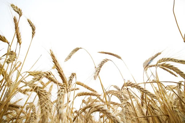 Spikelets av vete i sommaren sätter — Stockfoto