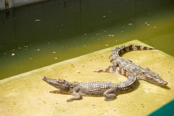 Krokodilok Thaiföldön — Stock Fotó