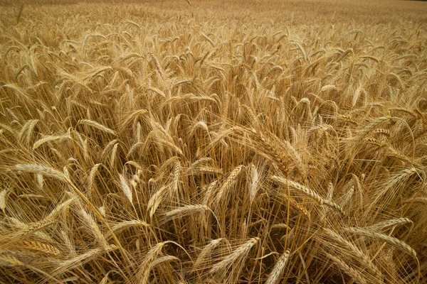 Yellow wheat field background — Stock Photo, Image