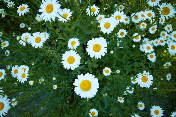 Kamille bloemen in het gras — Stockfoto