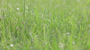 Closeup footage of water drops shining on green grass at daytime 