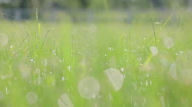 Closeup footage of water drops shining on green grass at daytime 