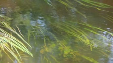 Closeup of wavy pond with seaweed at daytime 