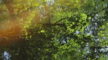 Closeup of wavy pond with seaweed at daytime 