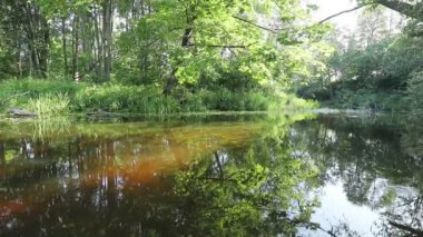 Scenic view of pond in green forest daytime 