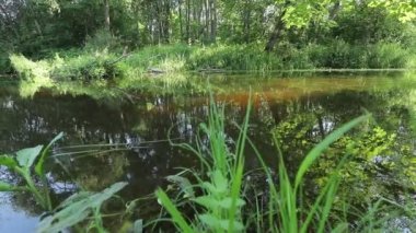 Scenic view of pond in green forest daytime 