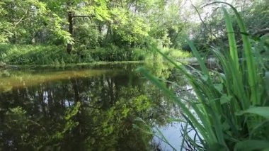 Scenic view of pond in green forest daytime 