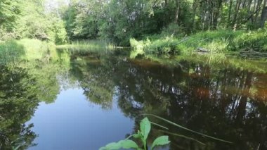 Scenic view of pond in green forest daytime 