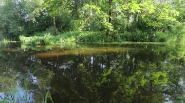 Scenic view of pond in green forest daytime 