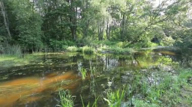 Scenic view of pond in green forest daytime 