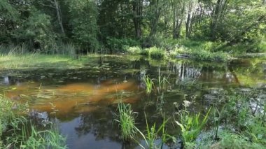 Scenic view of pond in green forest daytime 