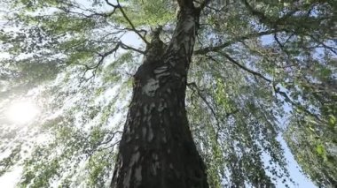 Bottom view of green tree branches in park at daytime 