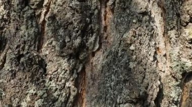 Closeup of tree trunk at daytime, natural background 