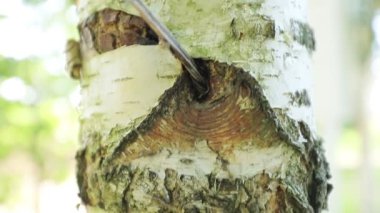 Closeup of tree trunk at daytime, natural background 