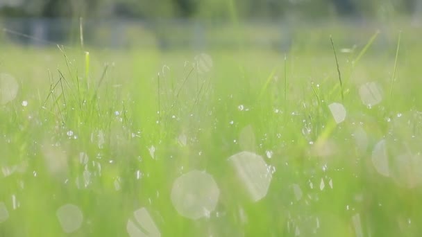 Sluitingsbeelden Van Waterdruppels Die Overdag Groen Gras Schijnen — Stockvideo
