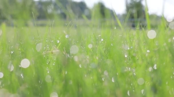 Closeup Footage Water Drops Shining Green Grass Daytime — Stok video