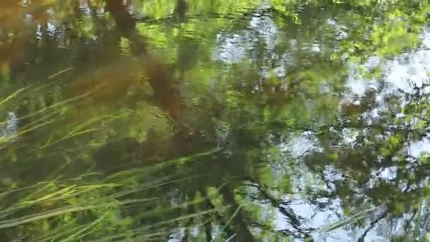 Fechar Lagoa Ondulada Com Algas Marinhas Durante Dia — Vídeo de Stock