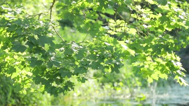 Feuilles Érable Vertes Sur Arbre Dans Parc Jour — Video