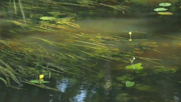 Closeup Wavy Pond Seaweed Daytime — Stock Video