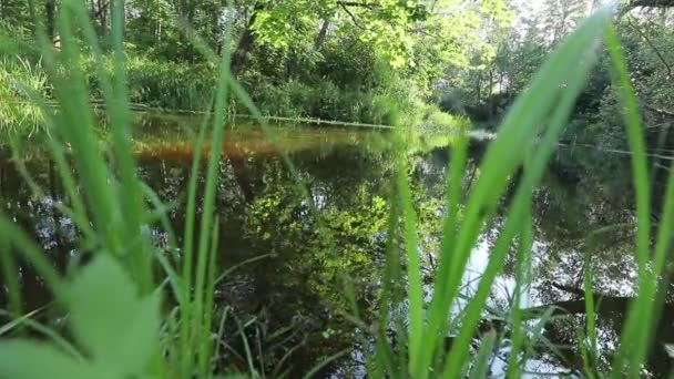 Scenic View Pond Green Forest Daytime — Stock Video