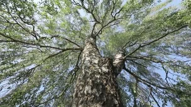 Bottom View Green Tree Branches Park Daytime — Αρχείο Βίντεο