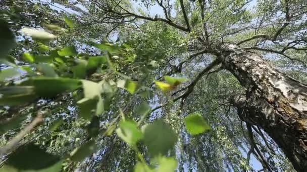 Dolní Pohled Zelené Větve Stromů Parku Dne — Stock video